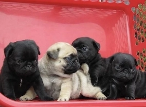 Mops Welpen 
