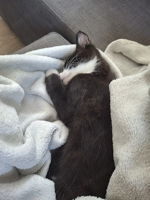 Maine Coon Kitten Mix 