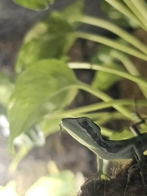 Laemanctus Longipes NZ
