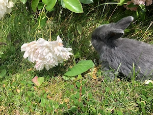 Kaninchen Meerschweinchen