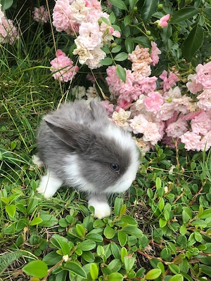 Kaninchen Meerschweinchen