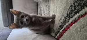 Babykatzen