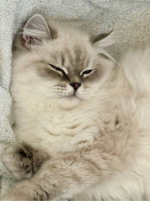 Britisch Langhaar Kater