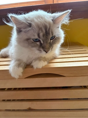 3 Katzenmädels suchen noch ihr Zuhause