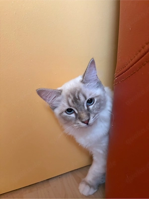 3 Katzenmädels suchen noch ihr Zuhause