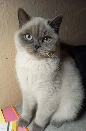 BKH Mädel, Silverschadet mit Blauen Augen! Bild 9