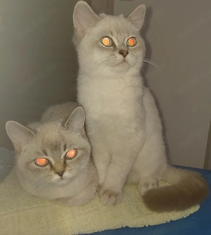 BKH Mädels 2x Silverschadet mit Blauen Augen 
