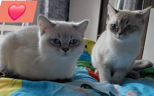 BKH Mädels 2x Silverschadet mit Blauen Augen 