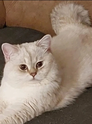 BKH Mädel, Silverschadet mit Blauen Augen! Bild 8