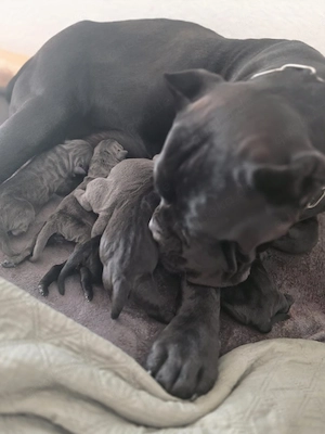 Reinrassige Cane Corso Welpen FCI  IKU  Bild 2