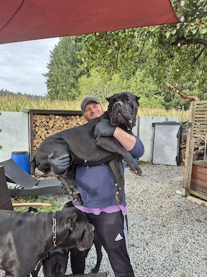 Reinrassige Cane Corso Welpen FCI  IKU  Bild 4