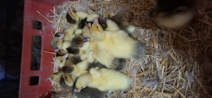 17 Flugentenküken Warzenente aus Naturbrut optional mit Entenmutter