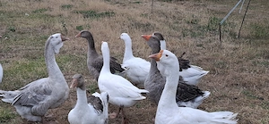 Gescheckte und reinweiße Gänse aus Februar und April 2026