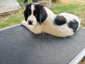 Landseer- Mix 