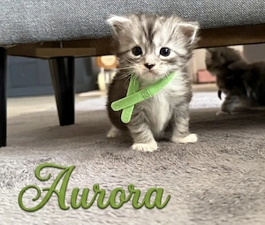 Maine Coon kitten m.P