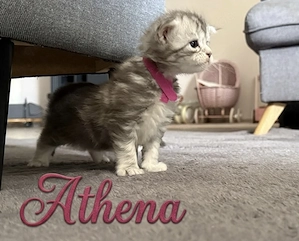 Maine Coon kitten m.P Bild 4