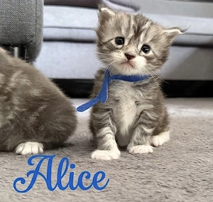 Maine Coon kitten m.P Bild 2