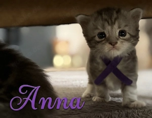 Maine Coon kitten m.P Bild 3