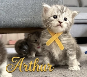 Maine Coon kitten m.P Bild 5