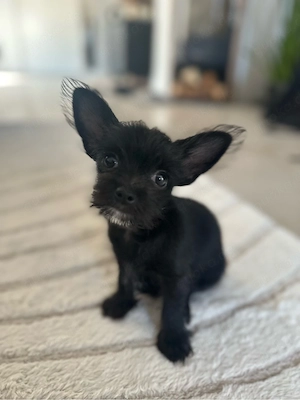 Chorkie - Rüde (Chihuahua   Yorkshire Terrier) Chorky 