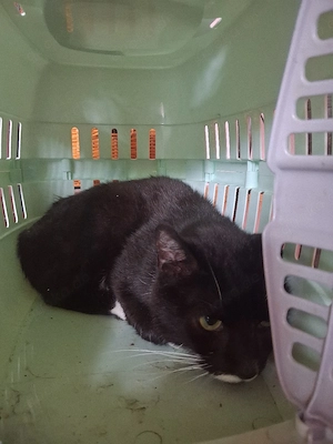Katerchen sucht ein zuhause 