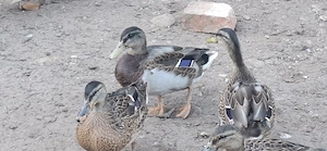 Stockenten Wildenten flugfähig aus Frühjahr 2026
