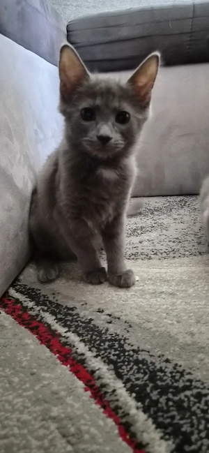 Babykatzen