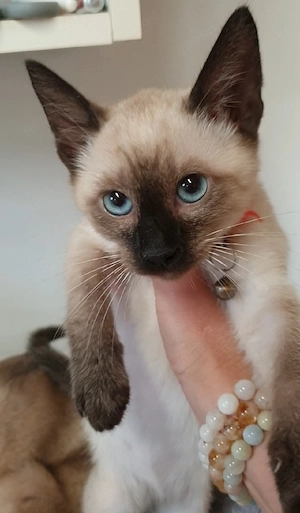 Zwei Thai-Katze ( Siamkatze) reinrassige 