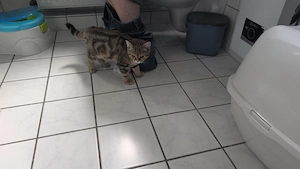 Britisch Kurzhaar kater