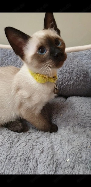 Kitten Thai-Katze ( Siamkatze) reinrassige 