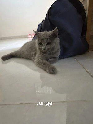 BKH Kitten 