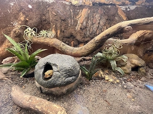 Leopargecko Terrarien mit Besatz abzugeben