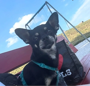 chihuahua rüde 