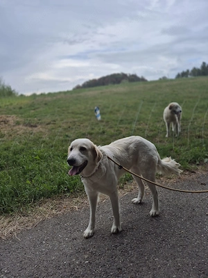Herdenschutzhund