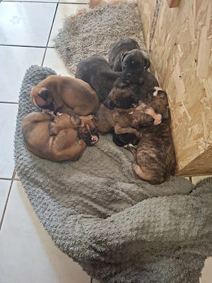 Wunderschöne Boxerwelpen 