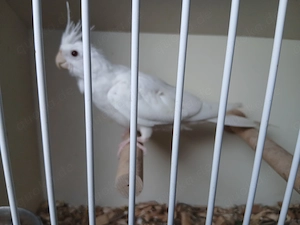 Wellensittich jung, Albino 