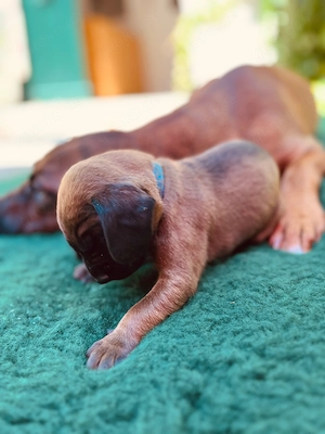 BGS-Welpen in erfahrene Hände - Bayerischer Gebirgsschweißhund