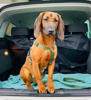BGS-Welpen - Bayerischer Gebirgsschweißhund Bild 3