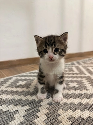 Süße Baby-Kater EKH abzugeben   Kitten Katze Kater Babykatze