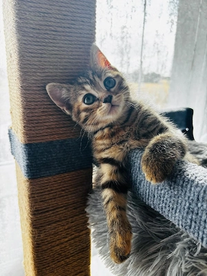 süße Katzenmädchen