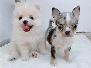    Bezaubernde Chihuahua- und Zwergspitz-Welpen suchen ein liebevolles Zuhause!   