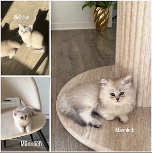 BKH-katzen 