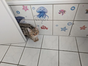 BKH Kater sucht sein Zuhause 