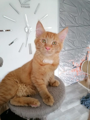 MainCoon Kitten 