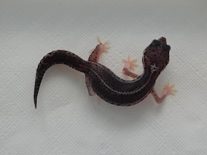 0.1 Mack Snow Black Night het. Eclipse | Leopardgecko Weibchen Jungtier