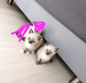 Nur noch 2 süße Heilige Birma   Britisch Kurzhaar Mix Kater Kitten suchen ein liebevolles Zuhause