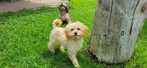 Traumhaft schöne Cavapoo Welpen 