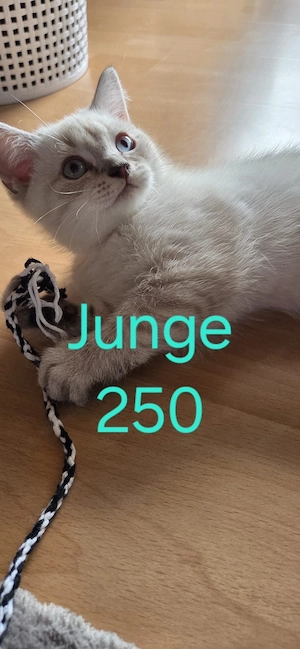 Britisch Kurzhaar Kätzchen   1 Kater & 1 Katze, 3 Monate alt
