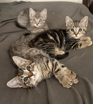 Bengalkatze mix