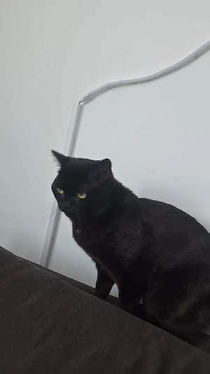  Wunderschöner BKH-Kater Iko (1 Jahr) sucht liebevolles Zuhause